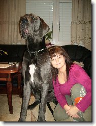 Deutsche Dogge
