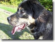 Tibetan Mastiff