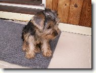 Jorkšírský terier, Yorkshire Terrier,