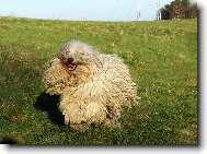 Komondor \(Dog standard\)