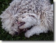 Komondor \(Dog standard\)