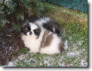 Pekingese, Pekinese, Peking Palasthound