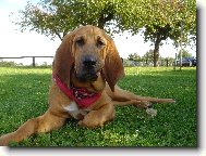 Chien de Saint-Hubert
