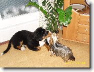 Berner Sennenhund