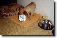Chihuahua