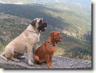 English Mastiff