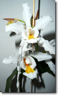 Celogyne