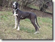 Deutsche Dogge