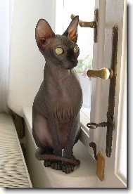 Donskoy sphynx \(Cat\)