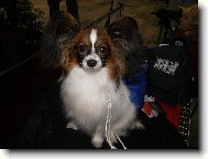 Papillon
