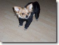 Chihuahua
