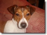 Jack Russell Terrier