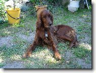 Irish Red Setter