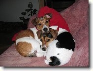 Jack Russell Terrier