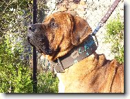 Tosa Inu, Japanese Fighting Dog