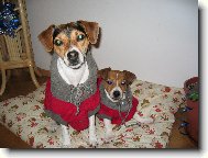 Jack Russell Terrier