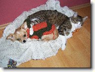 Chihuahua