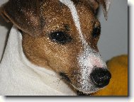 Jack Russell Terrier