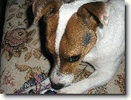 Jack Russell Terrier