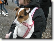 Jack Russell Terrier