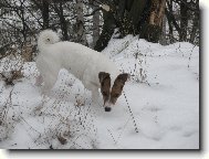 Jack Russell Terrier