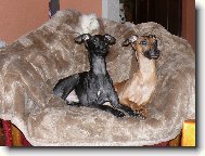 Italian greyhound \(Dog standard\)