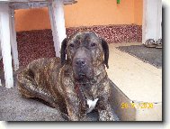 Fila Brasileiro