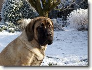 English Mastiff