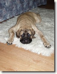 English Mastiff