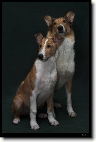 Collie smooth \(Dog standard\)