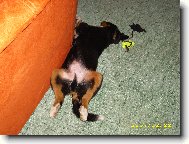 Berner Sennenhund