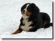 Berner Sennenhund