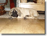 English Mastiff