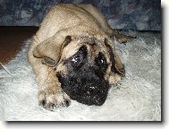English Mastiff