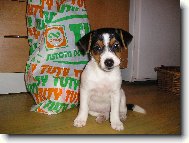 Jack Russell Terrier