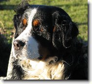 Berner Sennenhund