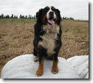 Berner Sennenhund