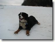 Berner Sennenhund
