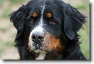 Berner Sennenhund