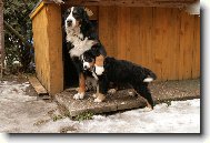 Berner Sennenhund