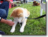 Japanese Akita