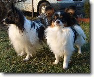 Papillon