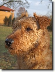 Irish  terrier \(Dog standard\)