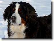 Berner Sennenhund