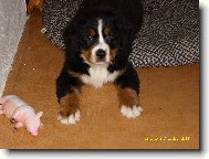Berner Sennenhund