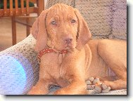 Rövidszörü Magyar Vizsla, Hungarian Short-haired Pointing Dog