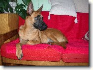 Chien%20de%20Berger%20Belge%20-%20Malinois