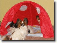 Papillon