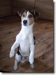 Jack Russell Terrier