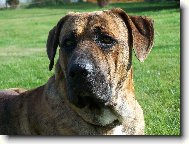 Fila Brasileiro